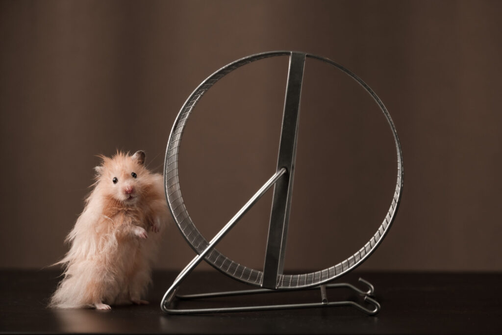 Hamster standing next to wheel